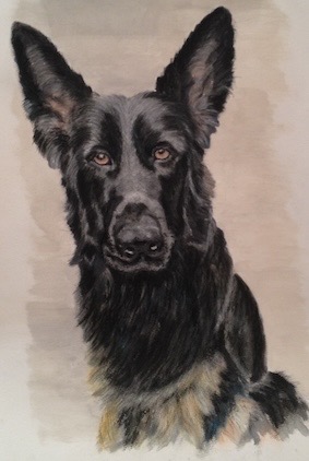 Tosca Schäferhund Portrait.jpg