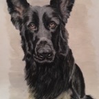 Tosca Schäferhund Portrait.jpg