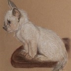 weißes Kätzchen Tierportrait.jpg