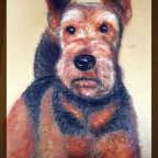 Terrier Hundeportrait.jpg