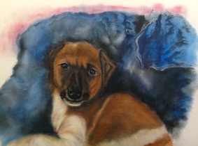 kleiner Liebling Hundeportrait.jpg