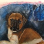 kleiner Liebling Hundeportrait.jpg