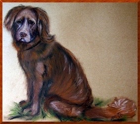 Brauner Liebling Hundeportrait.jpg