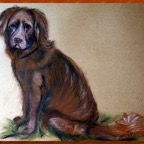 Brauner Liebling Hundeportrait.jpg