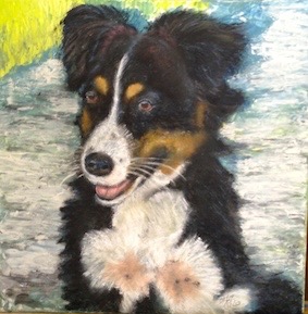 Border Collier Tierportrait.jpg