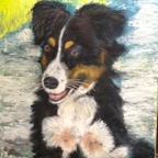Border Collier Tierportrait.jpg