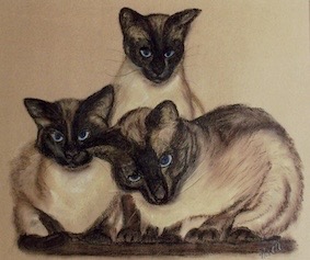 Siamkatzen Tierportrait.jpg