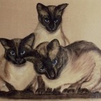 Siamkatzen Tierportrait.jpg